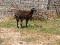绵羊（批次，未指定性别）, Jaidara sheep — 照片 1