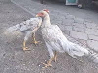 دجاج شمو — الصورة 1