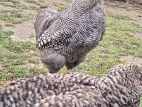 Slovenian Barred Hen — photo 7