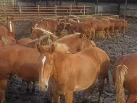 Pferde (Partie, Geschlecht nicht angegeben), Horse breed — Foto 8