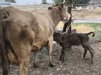 Vaca, Simmental cattle — foto 1