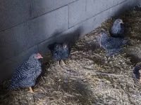 Chickens — photo 4