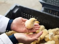 Chickens — 照片 2
