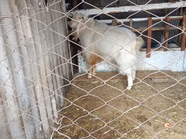 Boucs, Russian White goat