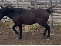 حصان, Kushum Horse — الصورة 1