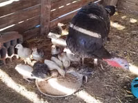 Turkeys — photo 3