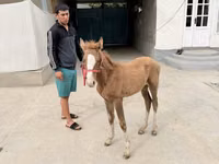 Yegua, Caballos — foto 4