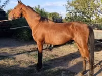 Cheval, Chevaux — photo 4