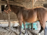 Hengst, Manipuri pony — Foto 5