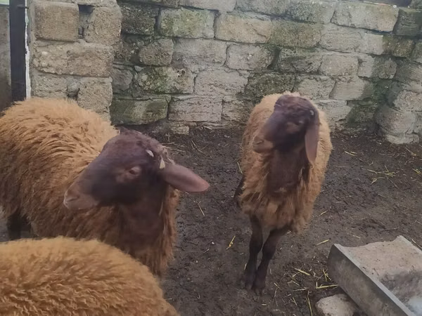 Widder, Blackheaded Persian sheep
