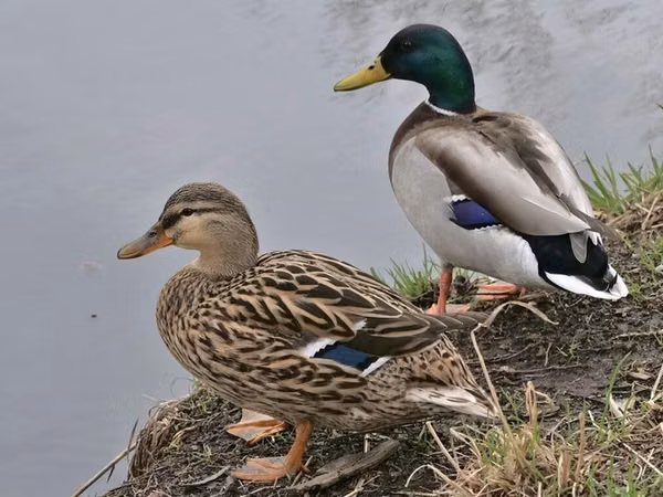 Ducks