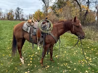 घोड़ा, Quarter Horse — फ़ोटो 4