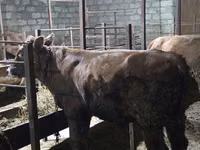 公牛, Cattle — 照片 4