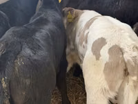 أبقار (دفعة، الجنس غير محدد), Simmental cattle — الصورة 7