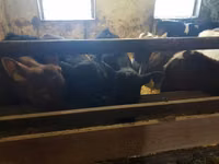 公牛, Cattle — 照片 5