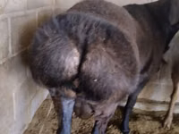 公羊, Rambouillet sheep — 照片 1