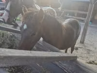 公马, Welsh Cob — 照片 6