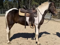 公马, American paint horse — 照片 3