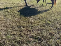 Jument, Rocky Mountain Horse — photo 7