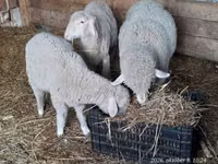 Bélier, Moutons — photo 1