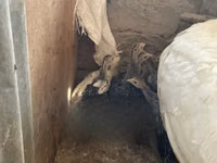 Turkeys — 照片 3