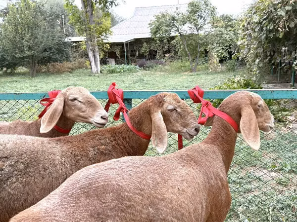 भेड़, Arashan sheep