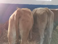 Cattle (batch, sex not specified), Simmental cattle — photo 3
