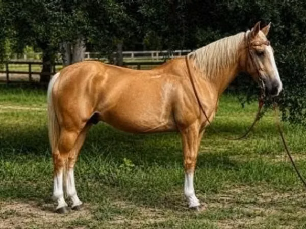 Cheval, Quarter Horse
