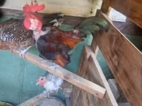Chickens — الصورة 1