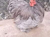 Pékin Bantam — photo 3