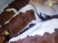 सांड, Simmental cattle — फ़ोटो 1