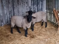 भेड़ें (लॉट, लिंग निर्दिष्ट नहीं), White Suffolk sheep — फ़ोटो 3