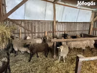 Widder, Merino sheep — Foto 7