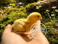 Quails — photo 2