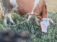 Cow, Cast cow — photo 5