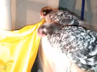 Chickens — Foto 5