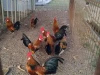 Holländisches Bantam — Foto 1
