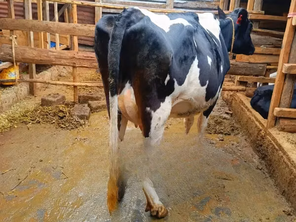Vache, Race Holstein