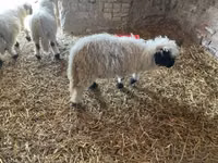 公羊, Wallis Country sheep — 照片 1