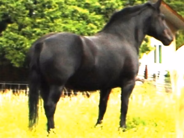 Stute, Percheron