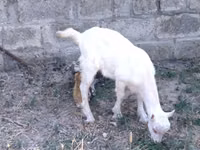 Chèvre, Saanen goat — photo 3