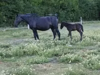 Mare, Nonius horse — photo 3