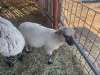 Widder, Shroshire sheep — Foto 2