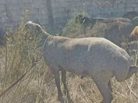 公羊, Arabi sheep — 照片 2