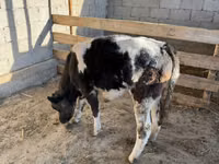 母牛, Belgian Blue — 照片 1