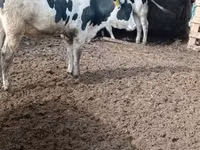 公牛, Russian Black pied cattle — 照片 2