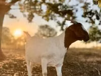 Ziege, Boer goat — Foto 5