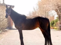 Caballo, Thoroughbred horse — foto 1