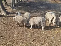 Bélier, Moutons — photo 5