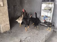 Chickens — फ़ोटो 8